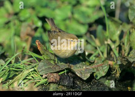 Eurasian Chiffchaff (Phylloscopus collybita) adult, standing on leaf at waters edge, Lesbos, Greece Stock Photo