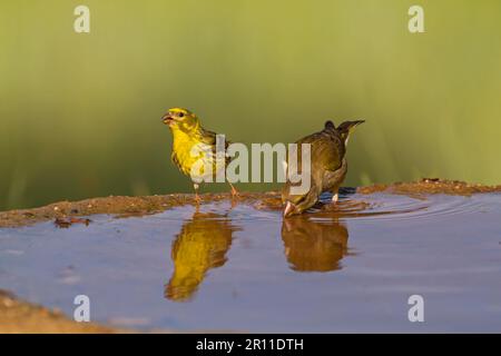 European Serin (Serinus serinus) adult male, and European Greenfinch (Carduelis chloris) adult female, drinking at pool, Castilla y Leon, Spain Stock Photo