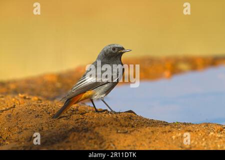 Black Redstart (Phoenicurus ochruros) adult male, drinking at pool, Northern Spain Stock Photo