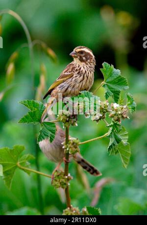 Streaked Peacock Seedeater (Serinus striolatus) adult, perching on plant, feeding on buds, Kenya Stock Photo