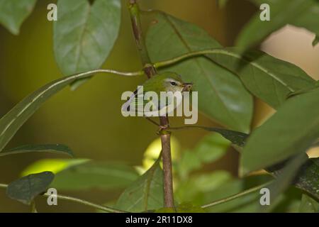 Rifleman (Acanthisitta chloris) adult male, with insect in beak, perched on twig, New Zealand Stock Photo