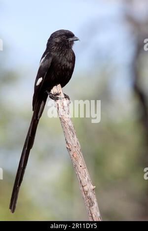 Magpie shrike (Urolestes melanoleucus), Magpie Shrike, songbirds, animals, birds, Magpie Shrike (Corvinella melanoleuca) adult, perched on stick Stock Photo
