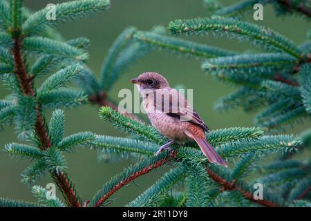 Juvenile grey-backed shrike (Lanius tephronotus) in pine, Sichuan, China Stock Photo