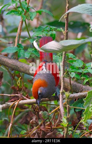 Red-tailed Laughingthrush (Garrulax milnei) adult, perched on branch, Gaoligong Shan, Yunnan, China Stock Photo