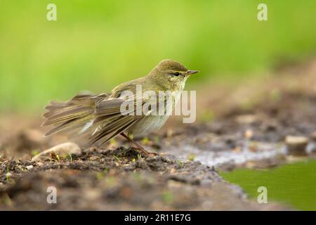 Willow warbler (Phylloscopus trochilus) adult, by the garden pond, Scotland, spring Stock Photo