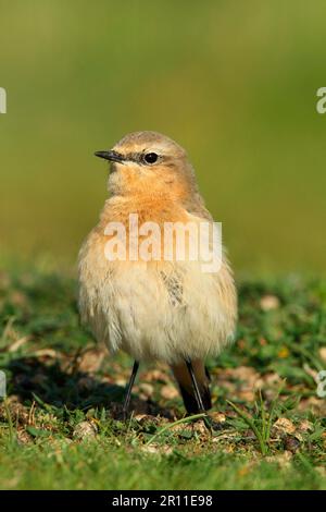 Northern Wheatear (Oenanthe oenanthe) adult female, first winter plumage, standing on short turf, Stanpit Marshes, Dorset, England, United Kingdom Stock Photo
