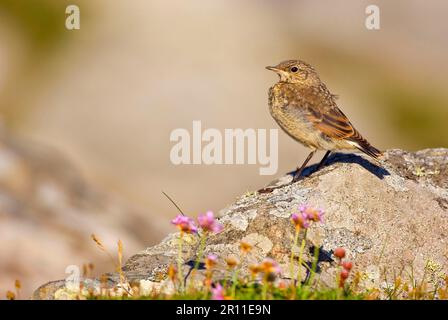 Northern Wheatear (Oenanthe oenanthe) immature, standing on coastal rocks, Shetland Islands, Scotland, United Kingdom Stock Photo