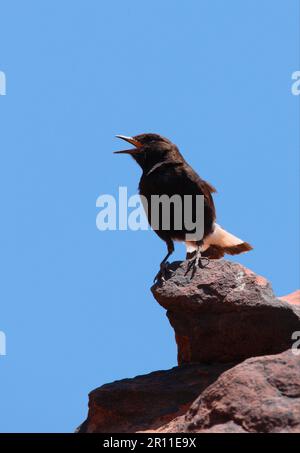 Black Wheatear (Oenanthe leucura syenitica), black wheatear, songbirds, animals, birds, Black Wheatear North African subspecies, adult male, singing Stock Photo