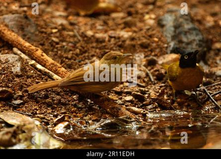 Black crested bulbul (Pycnonotus melanicterus), Songbirds, Animals, Birds, Grey-eyed Bulbul (Iole propinqua) and Black-crested Bulbul adults Stock Photo