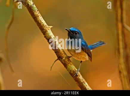 Hainan Blue-flycatcher (Cyornis hainanus) adult male, perched on branch, Angkor Wat, Siem Reap, Cambodia Stock Photo