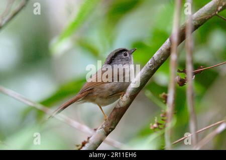 Mountain Fulvetta (Alcippe peracensis), adult perch, Fraser's Hill, Malaysia Stock Photo