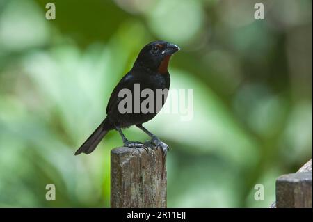 Lesser lesser antillean bullfinch (Loxigilla noctis) adult male, Windward Islands, perching on post, Soufriere, St Lucia Stock Photo