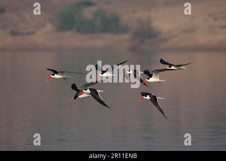 Indian Skimmer (Rynchops albicollis) eight adults, in flight over water, Chambal River, Rajasthan, India Stock Photo