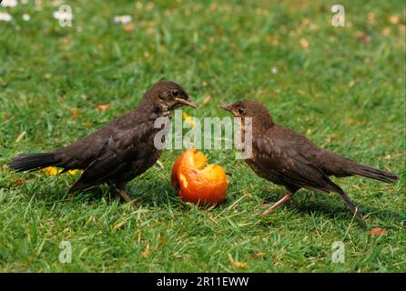 Blackbird, blackbirds (Turdus merula), Blackbirds, Songbirds, Animals, Birds, Blackbird Two juveniles feeding on fallen apple (S) Stock Photo