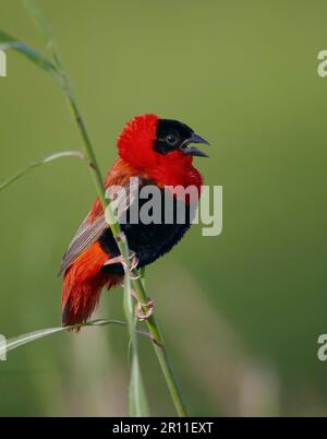 Northern northern red bishop (Euplectes franciscanus) adult male, exhibiting, sitting on blade of grass, Senegal Stock Photo