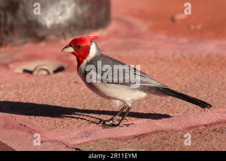Red-crested Cardinal (Paroaria coronata) adult, standing on concrete, Argentina Stock Photo