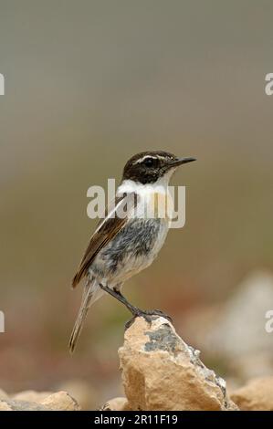 Canary Islands Chat (Saxicola dacotiae) adult male, perched on rock, Fuerteventura, Canary Islands Stock Photo