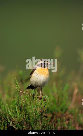 Whinchat (Saxicola rubetra), adult male, with food in beak, Exmoor, Somerset, England, Great Britain Stock Photo