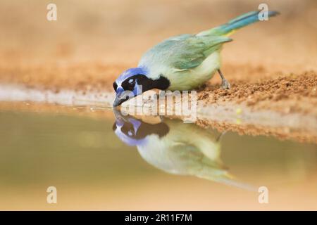 Green Jay (Cyanocorax yncas) adult, drinking at desert pool, South Texas (U.) S. A Stock Photo