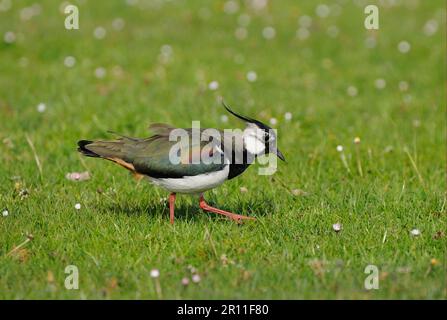 Northern Lapwing (Vanellus vanellus) adult, walking on grass, North Uist, Outer Hebrides, Scotland, United Kingdom Stock Photo