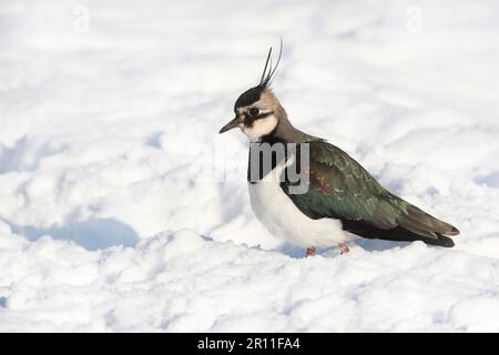 Northern northern lapwing (Vanellus vanellus) adult male, standing in snow, Derbyshire, England, winter Stock Photo