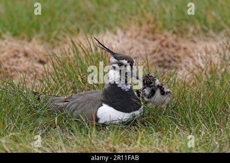 Northern lapwing Vanellus vanellus adult at the nest with chicks Avon ...