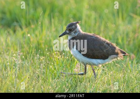 Northern Lapwing (Vanellus vanellus) chick, walking in dew covered grass, Elmley Marshes N. N. R. Isle of Sheppey, Kent, England, United Kingdom Stock Photo