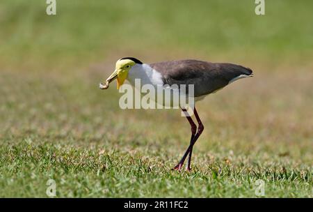 Masked lapwing (Vanellus miles) adult, feeding, with insect larva in beak, foraging for grass in camping park, Northern Territory, Australia Stock Photo