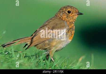 European Robin (Erithacus rubecula) juvenile foraging on campsite, Isle of Mull, Scotland, United Kingdom Stock Photo