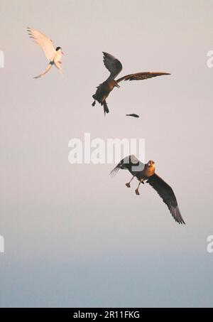 Arctic Skua (Stercorarius parasiticus) adult pair, in flight, chasing Arctic Tern (Sterna paradisaea) for catch, Shetland Islands, Scotland, United Stock Photo