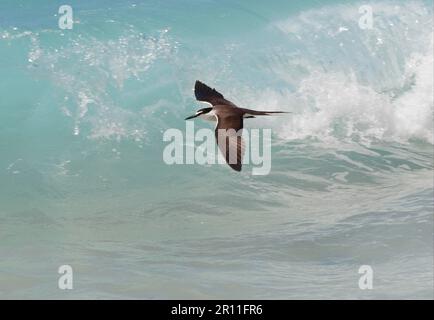 Bridled Tern (Sterna anaethetus) adult, in flight over breaking surf, Lady Elliot Island, Queensland, Australia Stock Photo