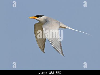 River tern (Sterna aurantia), Hindu Tern, terns, animals, birds, River Tern adult, in flight, Chambal River, Rajasthan, India Stock Photo