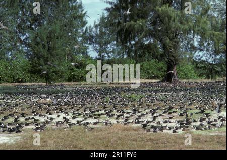 Sooty tern (Onychoprion fuscatus), Russian Tern, Sooty Tern, Russian Terns, Terns, Animals, Birds, Sooty Tern (Sterna fuscata) Nesting colony, sand Stock Photo