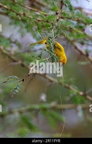 Holub's Golden holub's golden weaver (Ploceus xanthops), adult male, nesting, Lake Naivasha, Great Rift Valley, Kenya Stock Photo