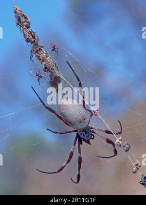 Silk spider, Silk spiders, Other animals, Spiders, Arachnids, Animals, Wheel web spiders, Coastal Golden Orb-weaver Spider (Nephila plumipes) adult Stock Photo