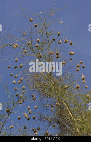 Speke's Weaver (Ploceus spekei), nest, nesting colonies Tanzania Stock Photo