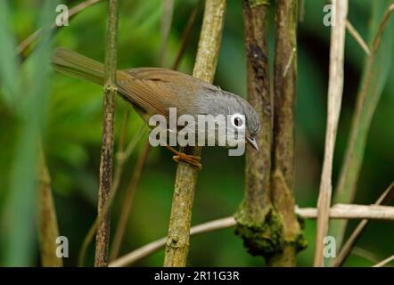 Grey-cheeked fulvetta (Alcippe morrisonia morrisonia) adult, sitting on trunk, Dasyueshan National Forest, Taiwan Stock Photo