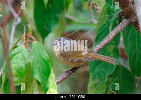 Grey-cheeked Fulvetta (Alcippe morrisonia fraterculus) adult perched, Yunfengshi, Yunnan, China, songbirds, animals, birds Stock Photo