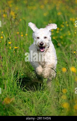 Labradoodle, male (Labrador x Standard Poodle cross) Stock Photo