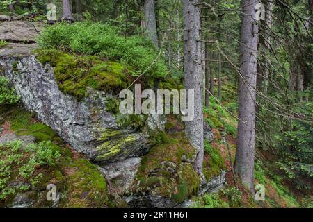 Primeval forest in Hoellbachgespreng, Bavarian Forest National Park, Bavaria, Hoellbachgespreng, Germany Stock Photo