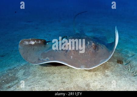 Atlantic Stingray, Canary Islands, Spain, Europe, Atlantic (Dasyatis sabina) Stock Photo