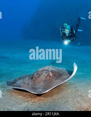 Atlantic Stingray, Canary Islands, Spain, Europe, Atlantic (Dasyatis sabina) Stock Photo