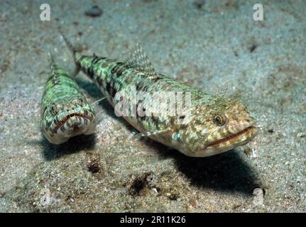 Variegated lizardfish (Synodus variegatus), Southeast Asia, Philippine Sea, Philippines Stock Photo