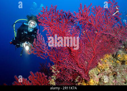 Diver with Mediterranean Fan Coral, violescent sea-whip (Paramuricea clavata), Gorgonian Fan, Red Gorgonian, Portofino Marine Reserve, Liguria Stock Photo