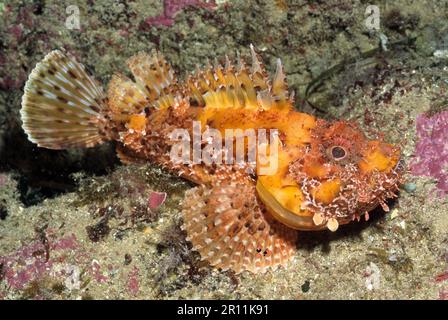 Red scorpionfish (Scorpaena scrofa), Meersau, Estartit, Costa Brava, Catalonia, Europe, Mediterranean Sea, Spain Stock Photo