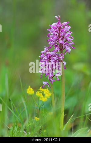 Upper Danube nature park Park, Baden-Wuerttemberg, semi-arid grassland, helmet orchid (Orchis militaris), Germany Stock Photo