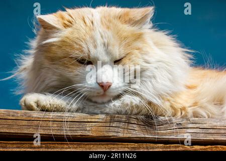 Portrait of a gorgeous big white red fluffy long-haired cat with long whiskers lying on wooden bench on a blue background. Stray animals, feline pets Stock Photo