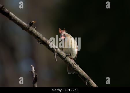 Northern Cardinal (Cardinalis cardinalis), female  sitting on a  tree branch Stock Photo