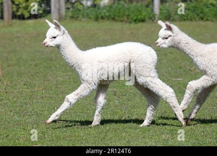 Baby alpacas running in a field, selective focus Stock Photo