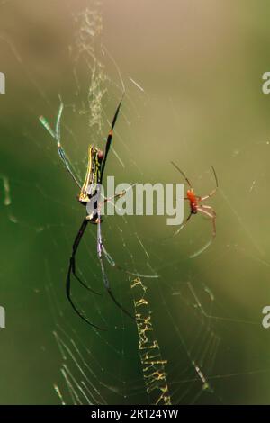 Nephila maculata spiders lie on the leaves to trap prey. (Golden Orb-weaver Spider) Nephila pilipes live in orchards, rubber plantations, grove forest Stock Photo